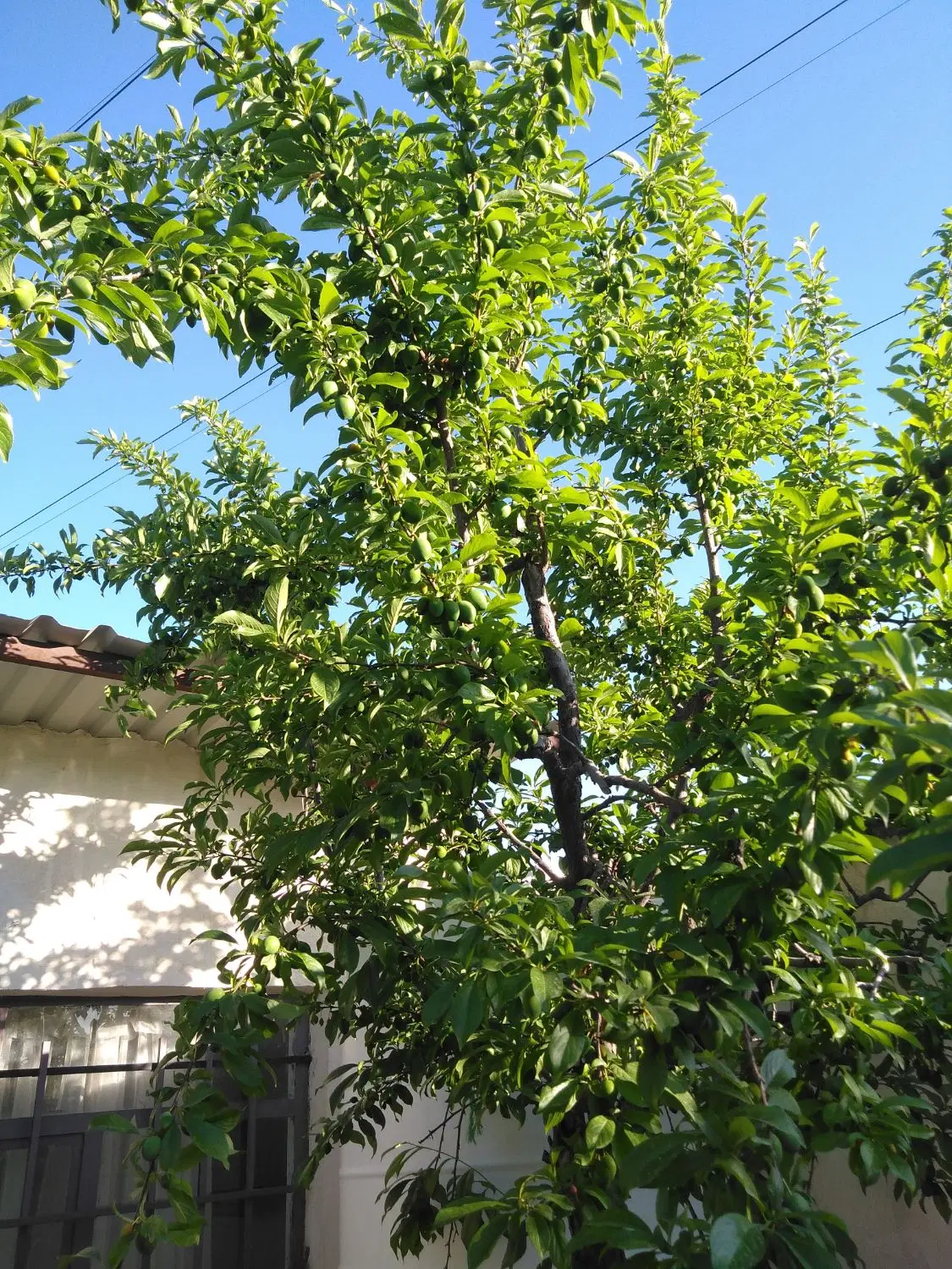 فروش باغچه 251متری در روستای قاسم آباد آقا