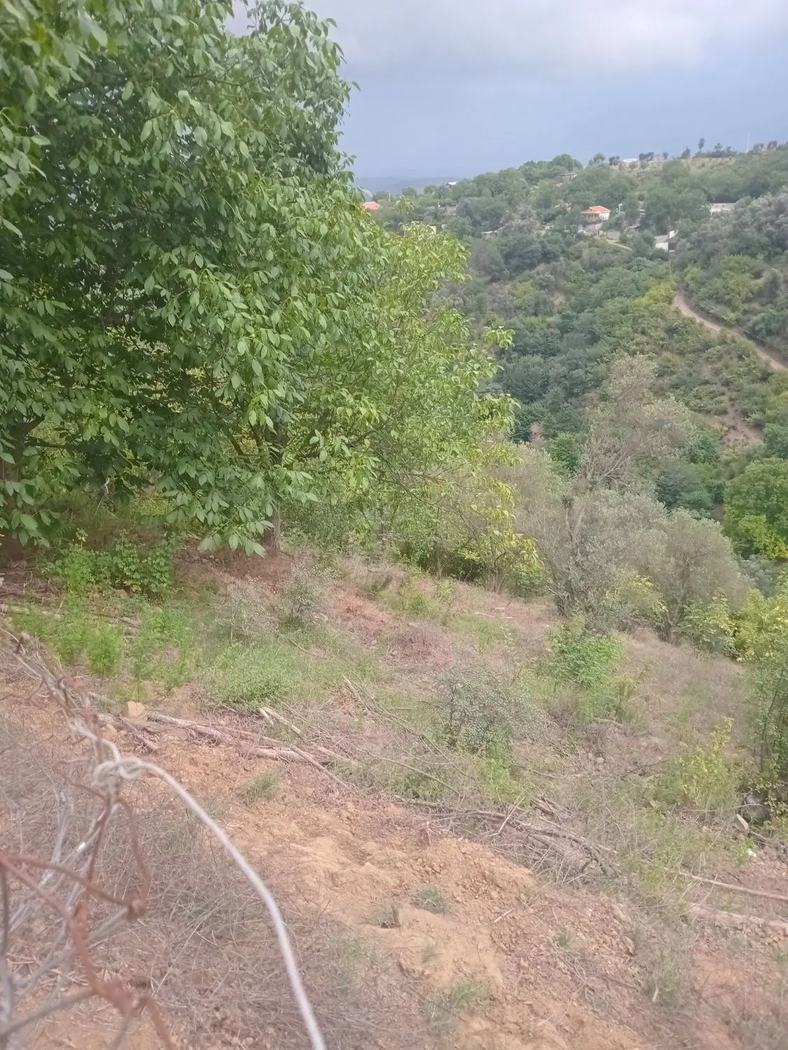 زمین باغی