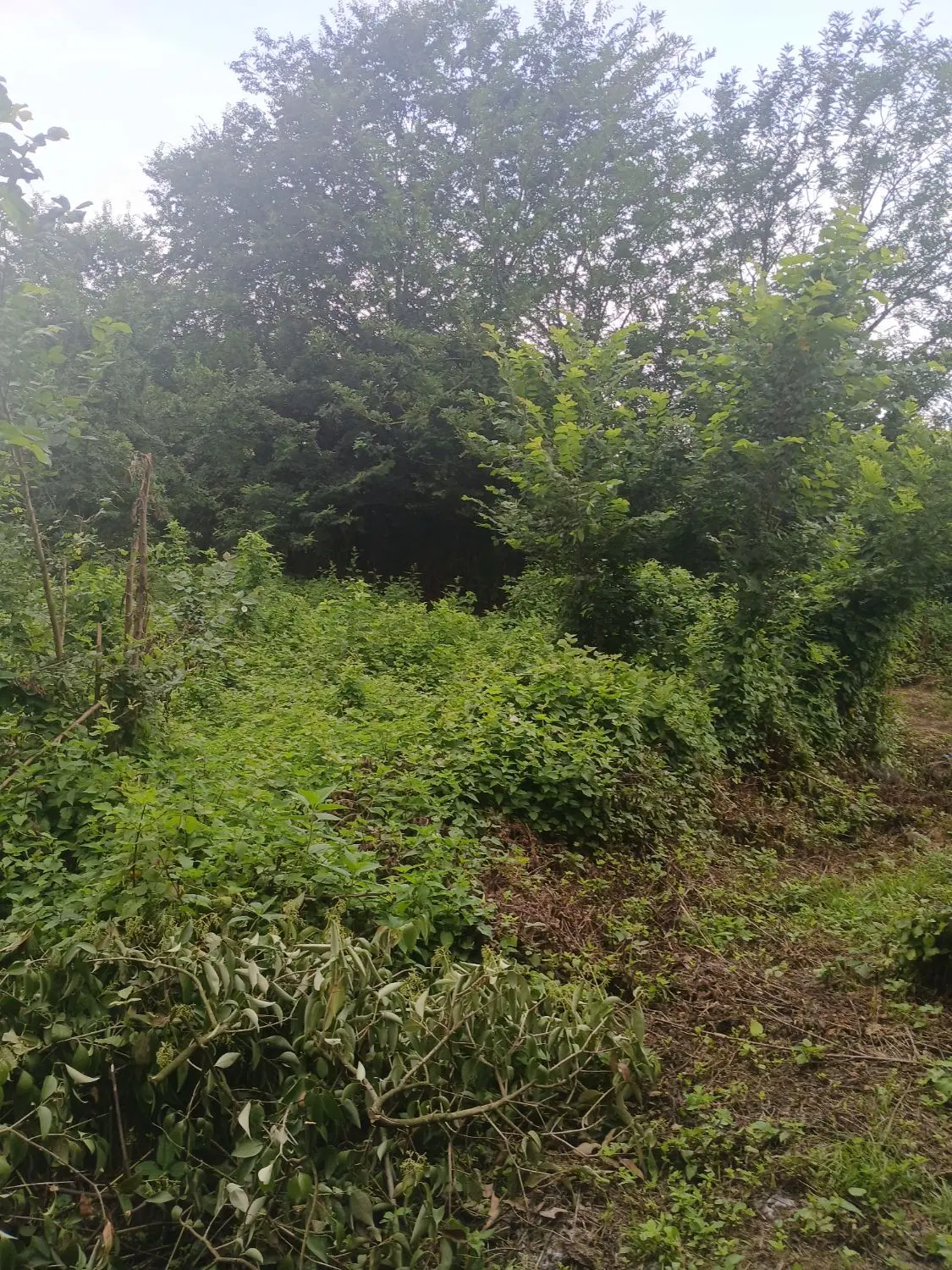 زمین با کاربری مسکونی متراژ 230
