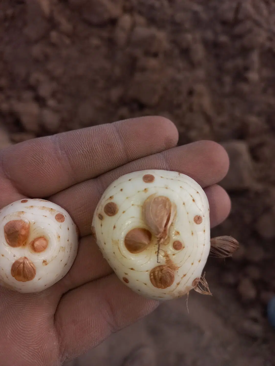 یک هکتارو نیم زمین برای کشت زعفران در روستای برج