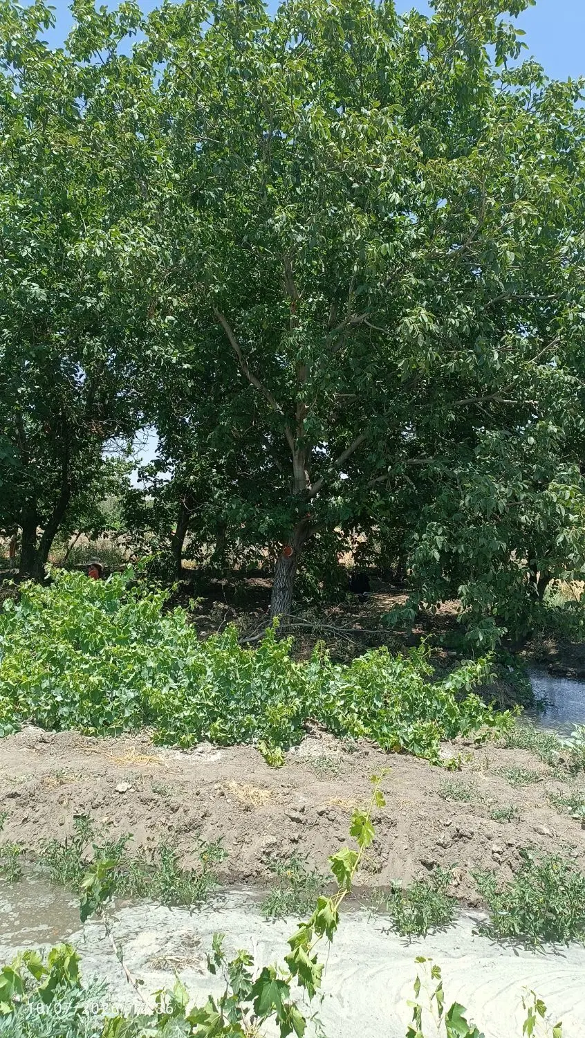فروش باغ انگوری و درختان میوه و گردو