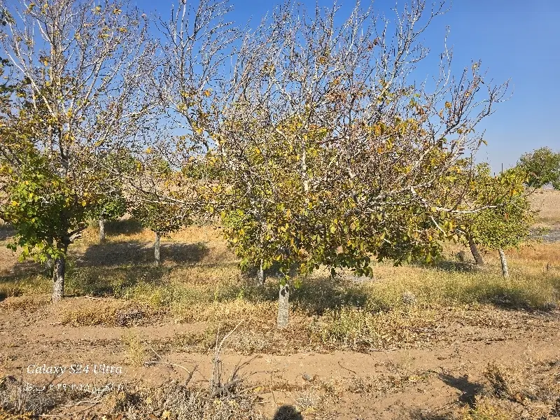 زمین مسکونی