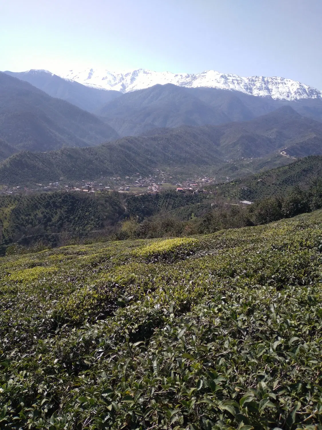 باغ چایی به همراه منزل مسکونی