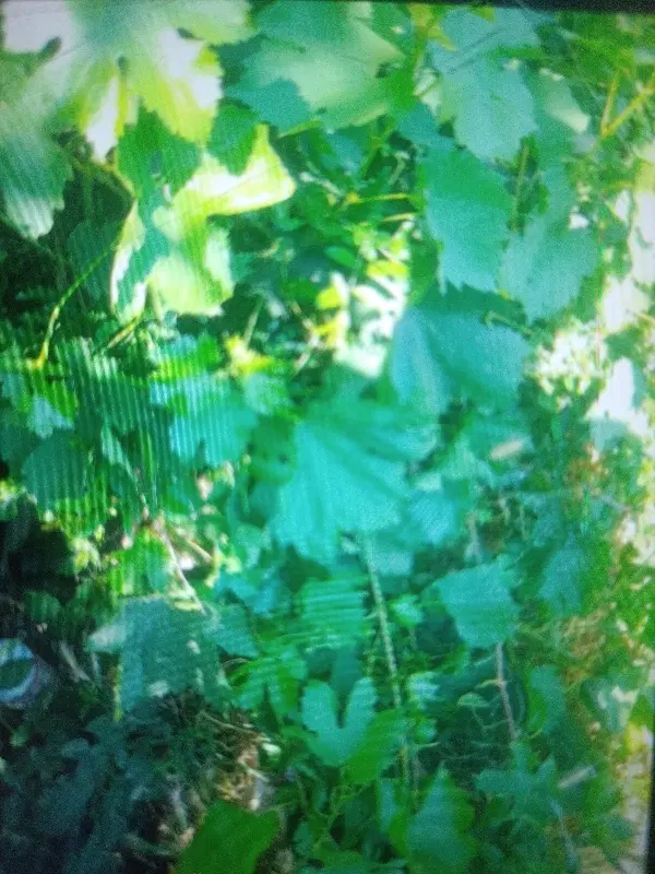 باغ انگور
