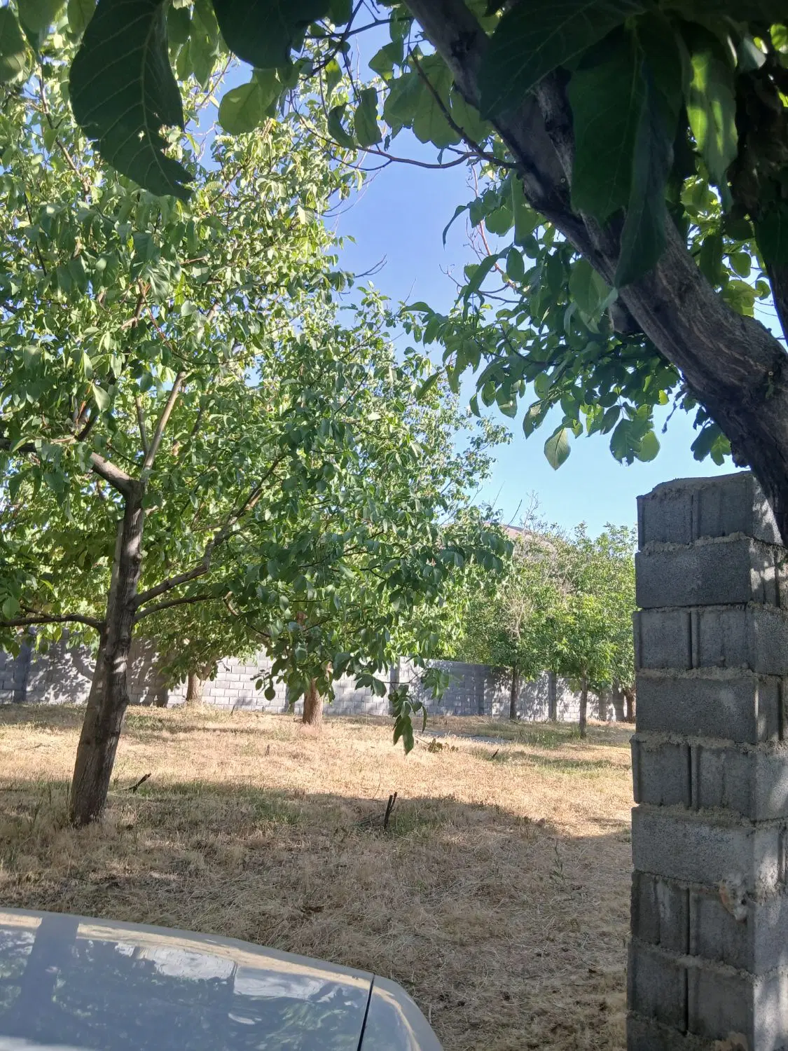 فروش باغ قدیمی ۶۰۰متری سیاسرد