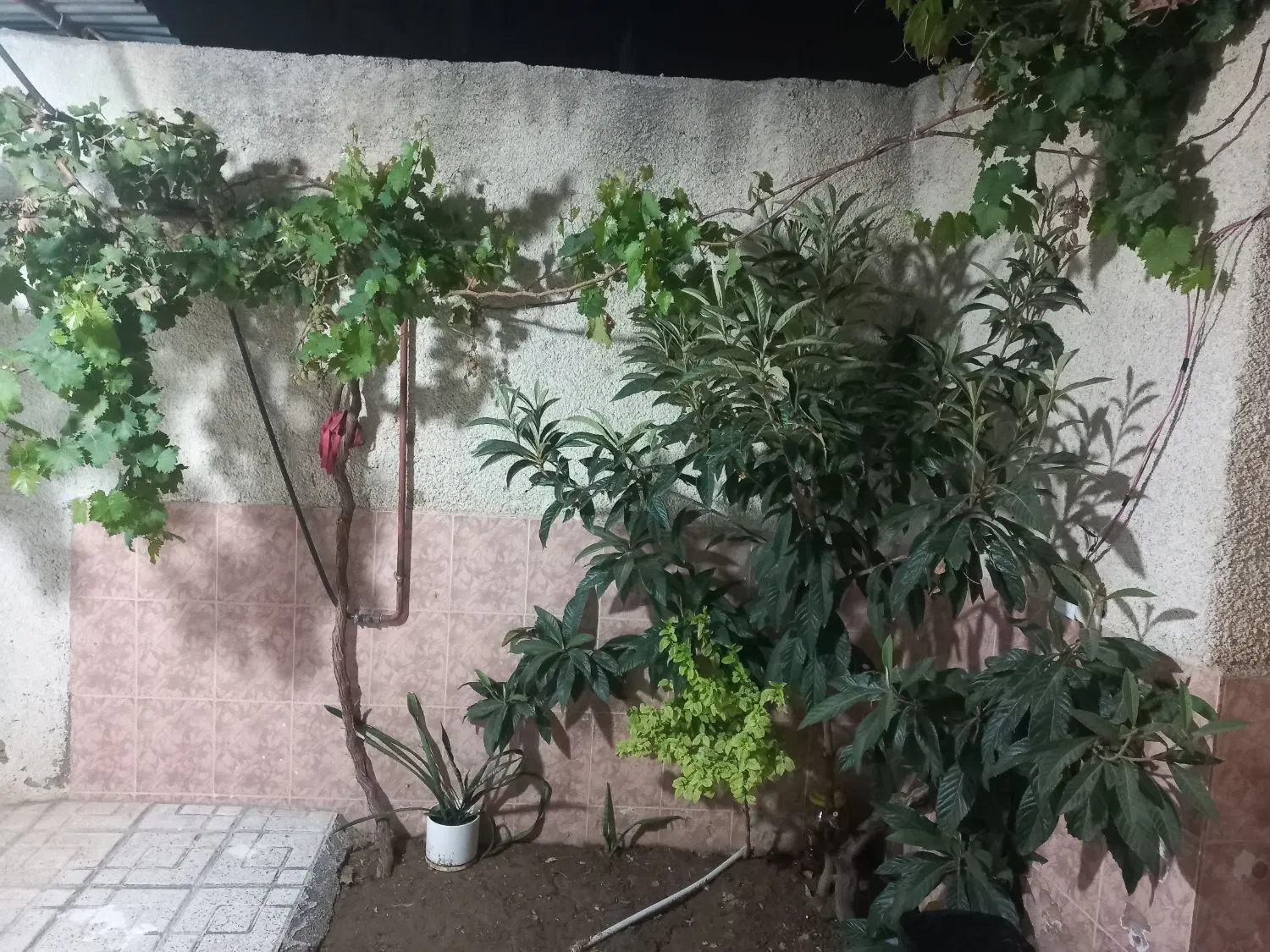 خانه ویلایی ماشین رو دربست