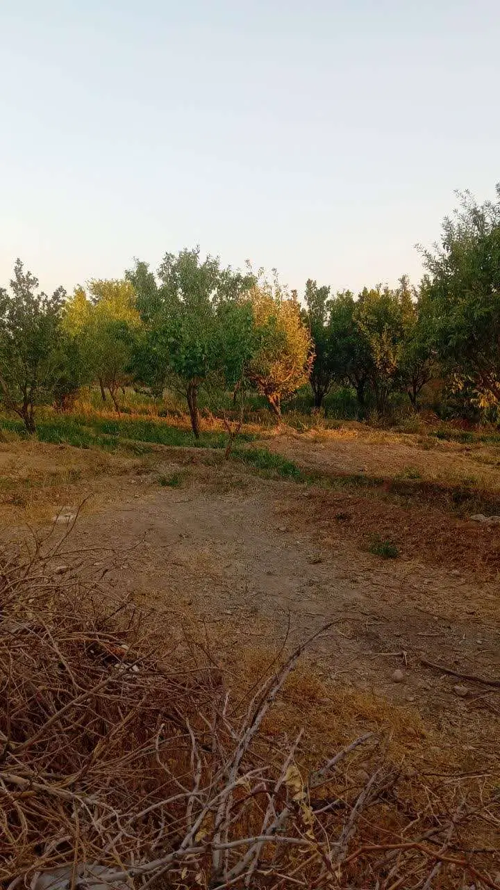 زمین زراعی و باغ