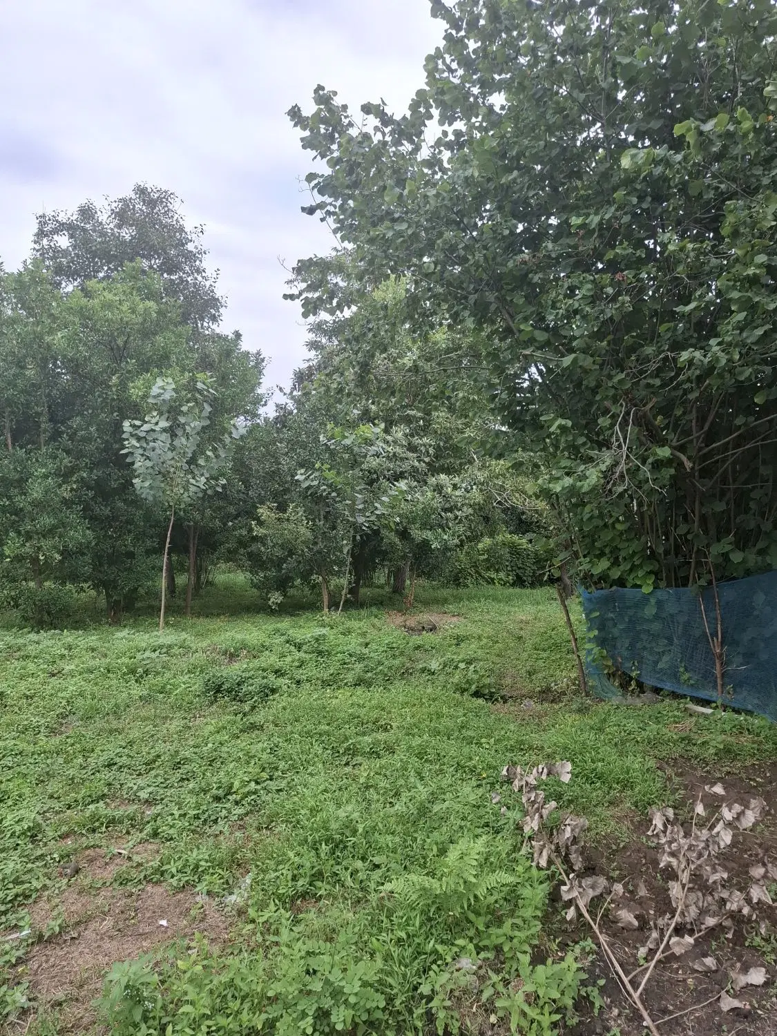 ۵۰۰۰مسکونی باخانه قدیمی همراه با۱۲۰۰۰کشاورزی