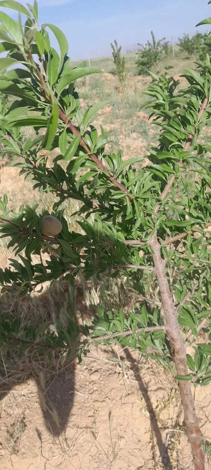 باغ