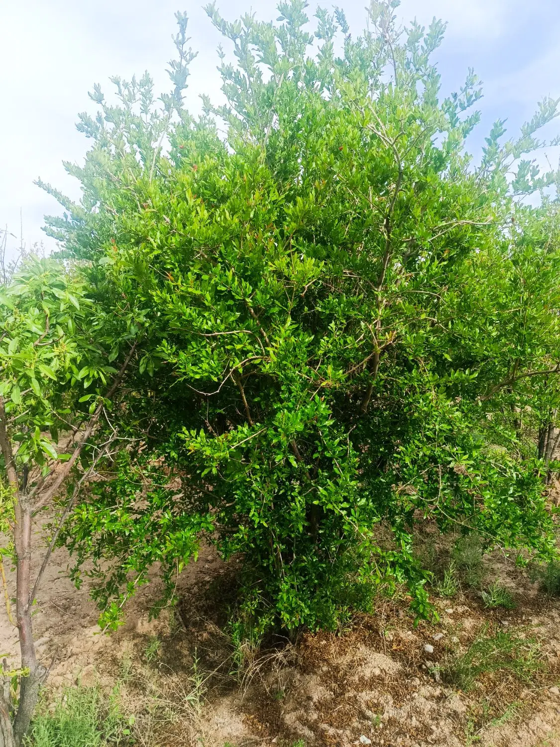 باغ انار