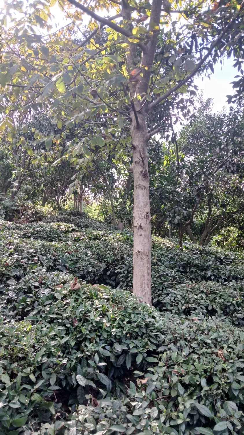 زمین باغی