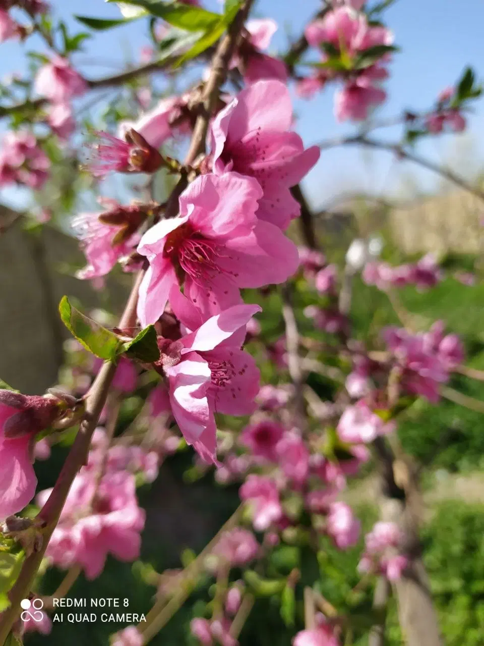 فروش باغ خوش نقشه مناسب سرمایه گذاری