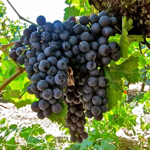 باغ انگور مویز بدون هسته به اجاره داده میشه
