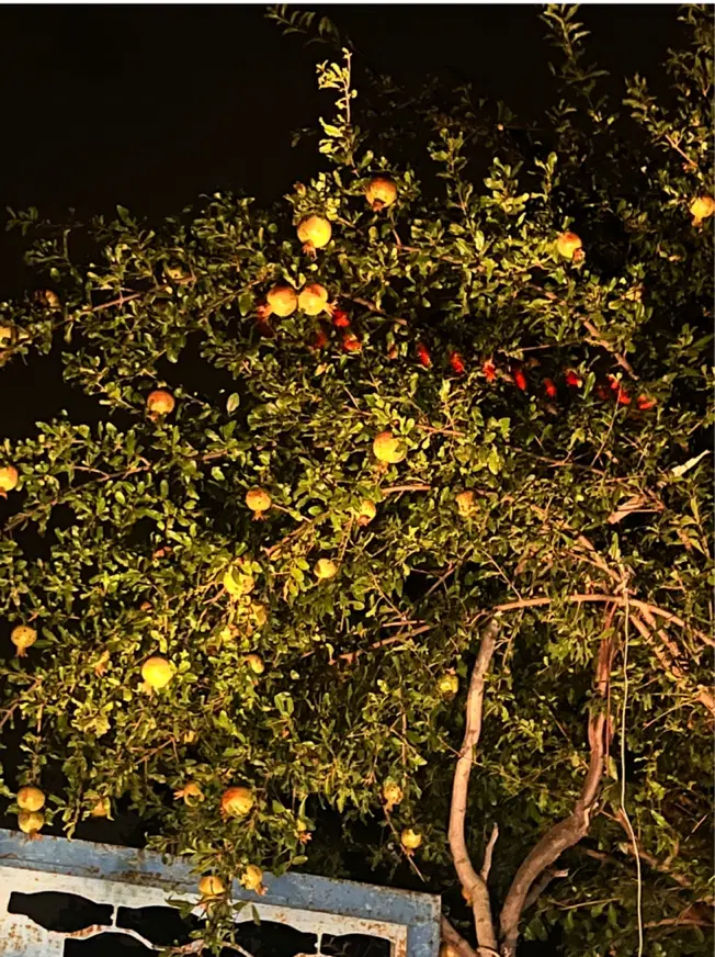 فروش خانه باغی
