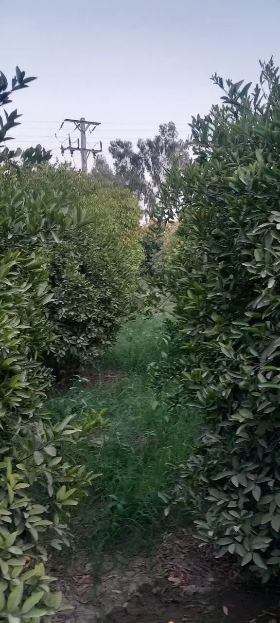 باغچه