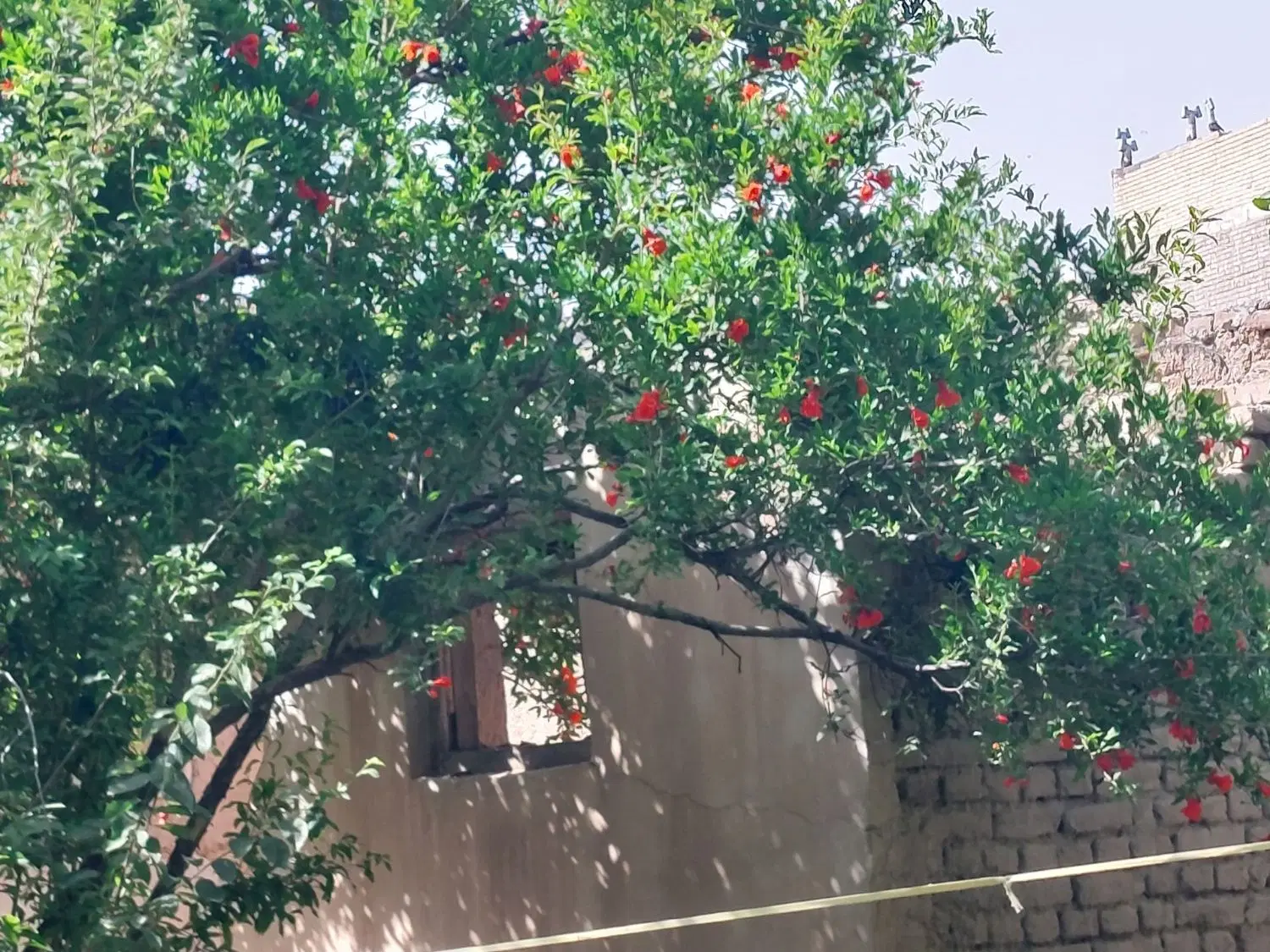 فروش باغ با یک ساعت آب مدار ۱۰