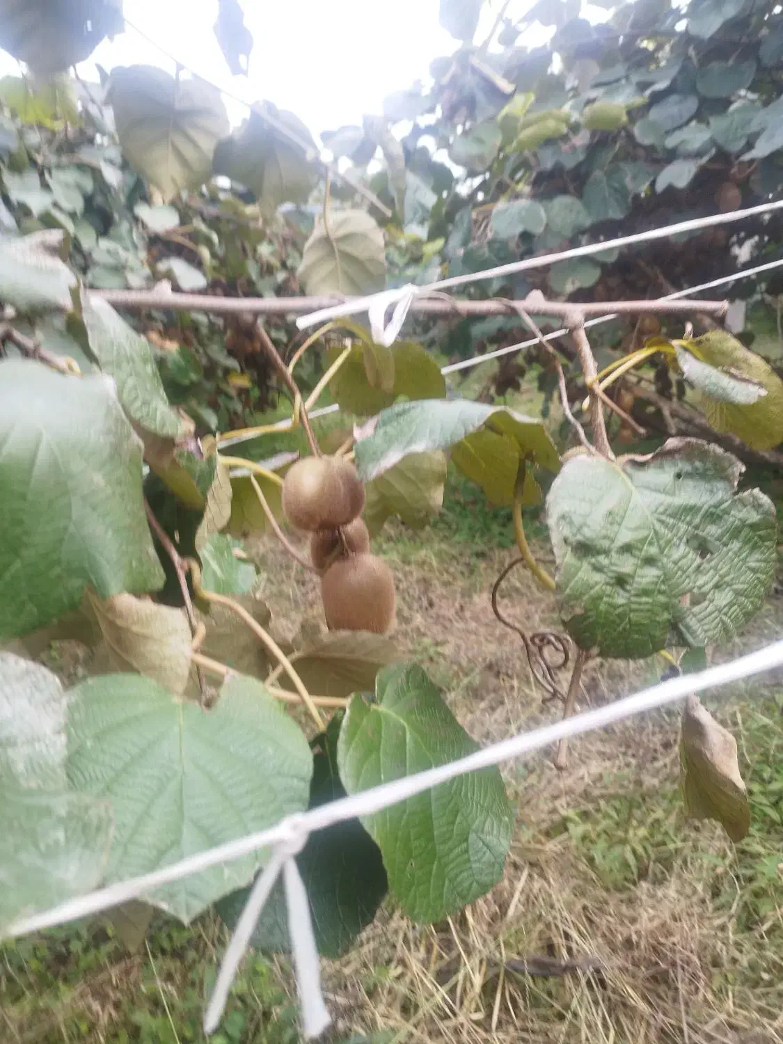فرصت استثنایی برای سرمایه گذاری