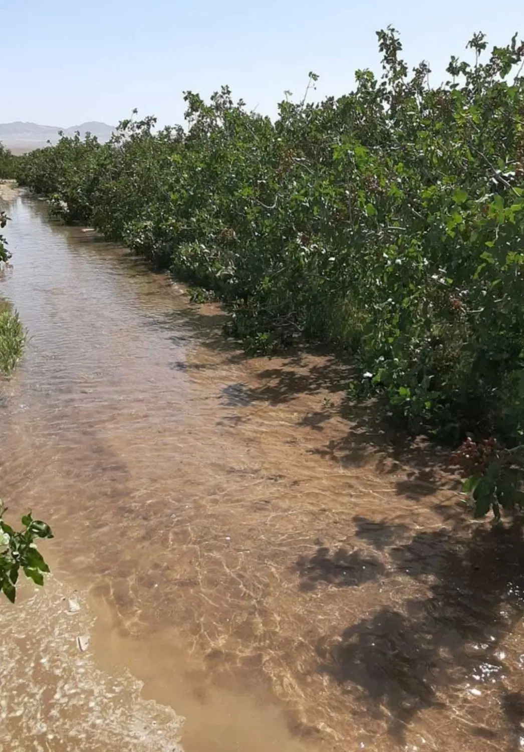 مشارکت در ساخت باغ