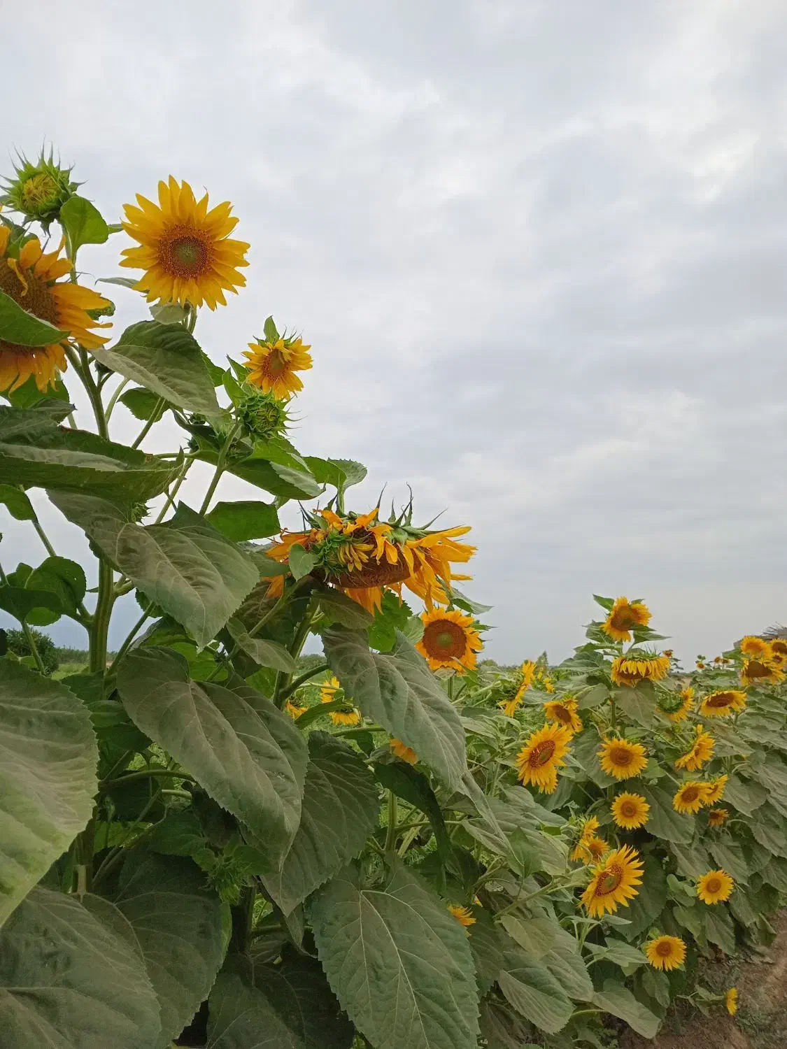 زمین کشاورزی شمال کشور