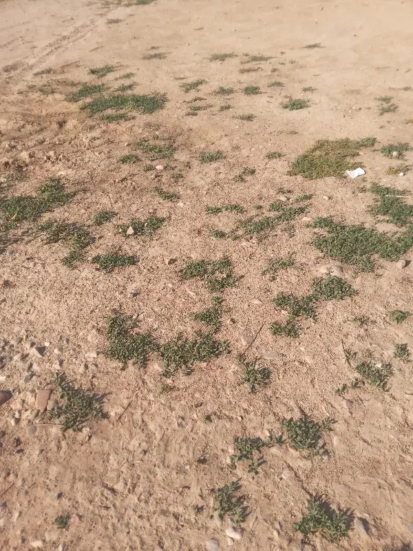 زمین کشاورزی