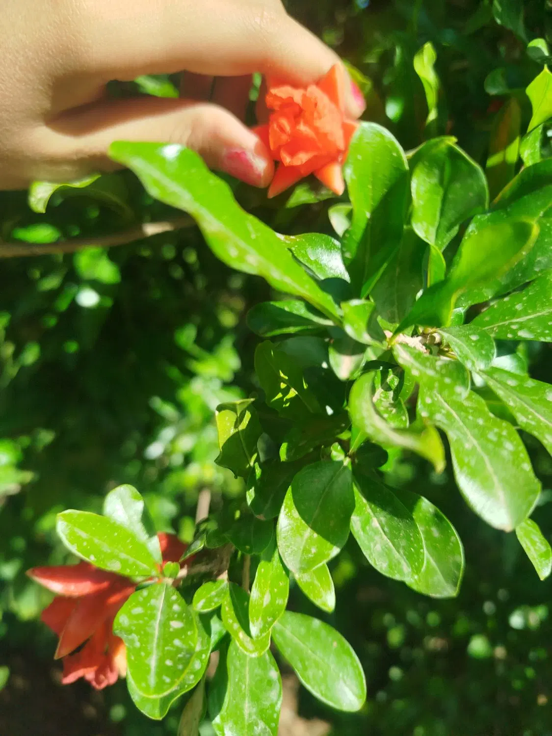 باغ انگور زمین نزدیک جاده اصلی سند 6دنگ