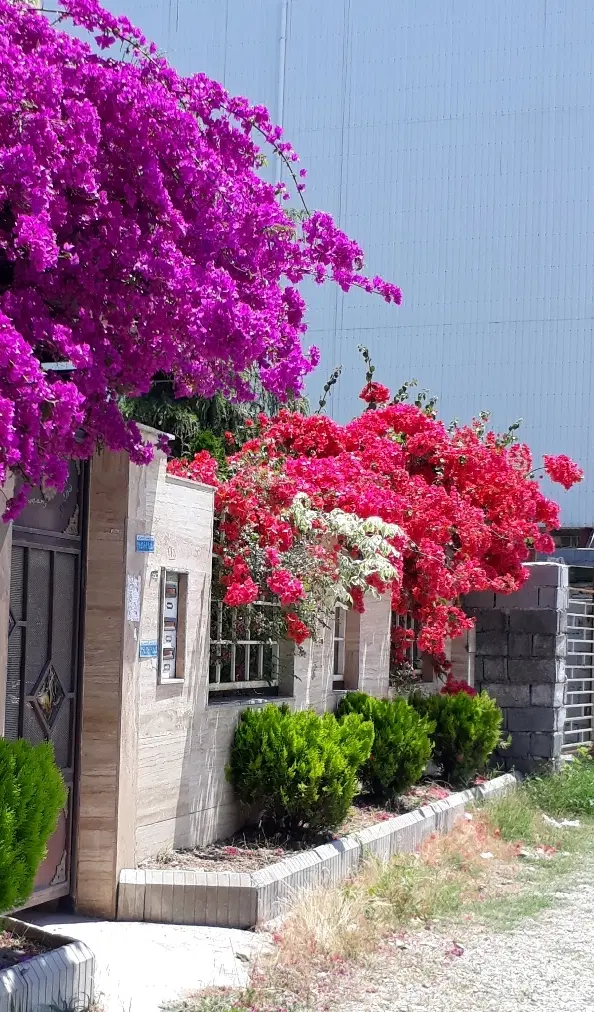اجاره مسکونی