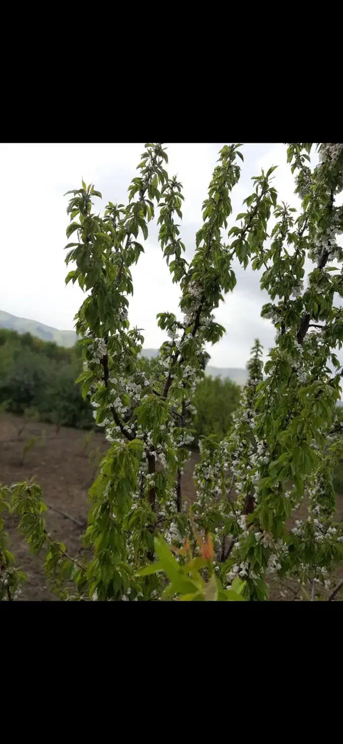 باغ باباریز