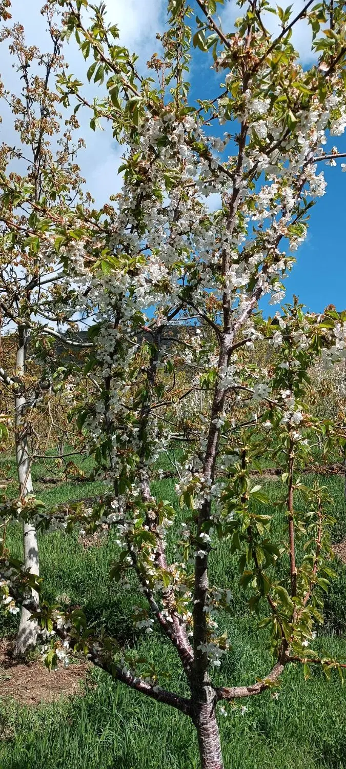فروش باغ ( سیمین )