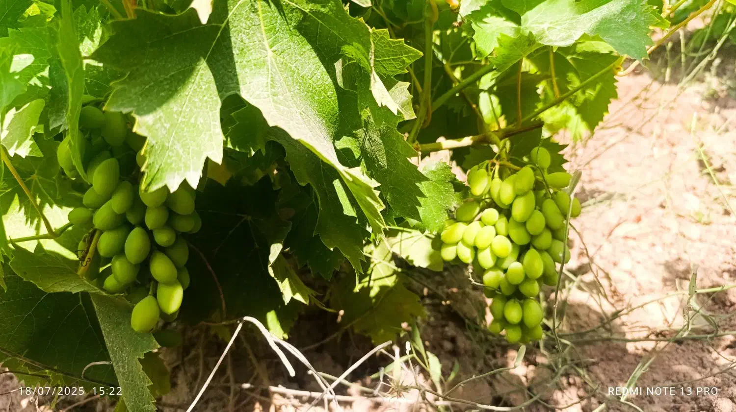 باغ انگوردیم روستای کلاب