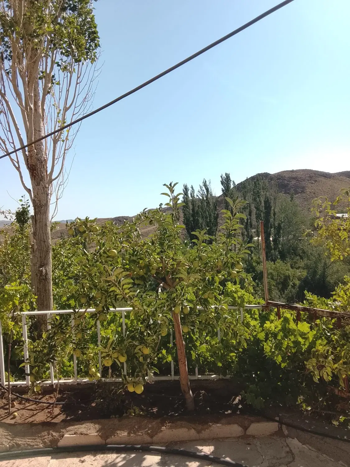 زمین باغی باب حیاط