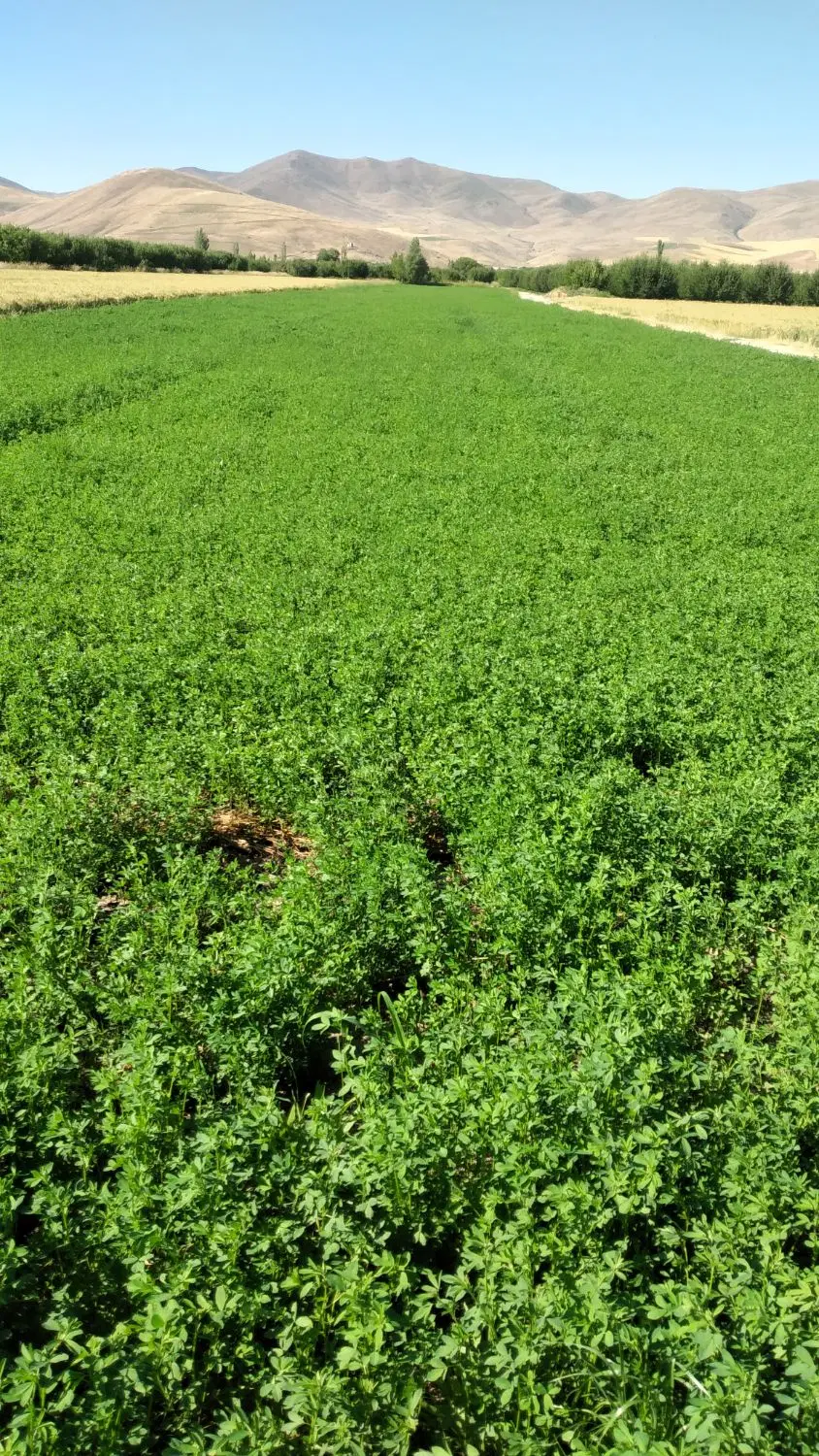 فروش یک هکتار یونجه