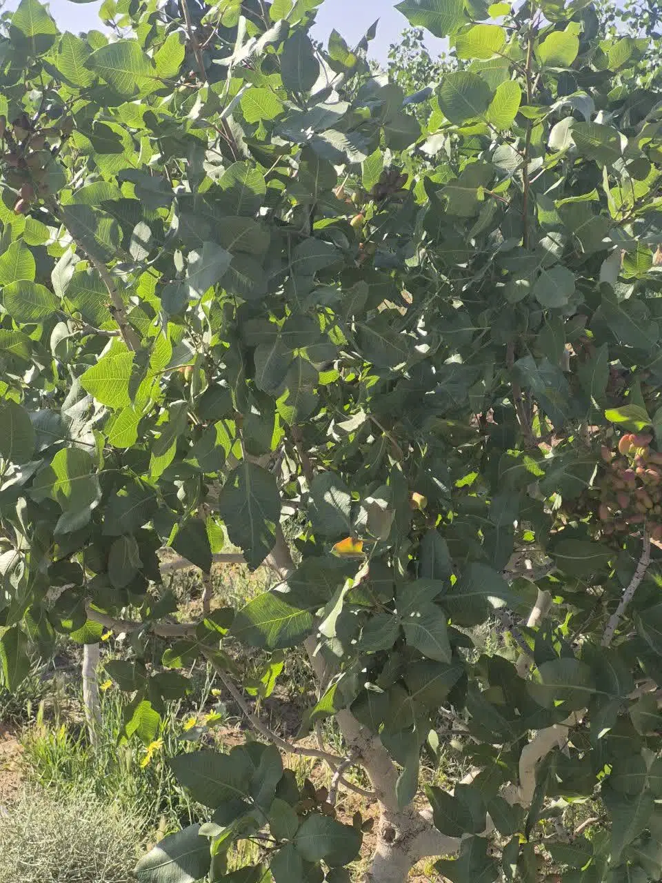 فروش  باغ پسته