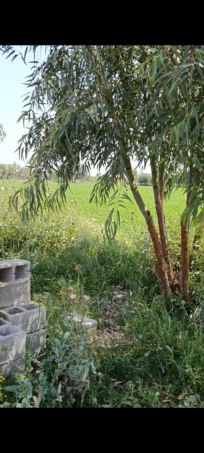 زمین ویلا 800متری