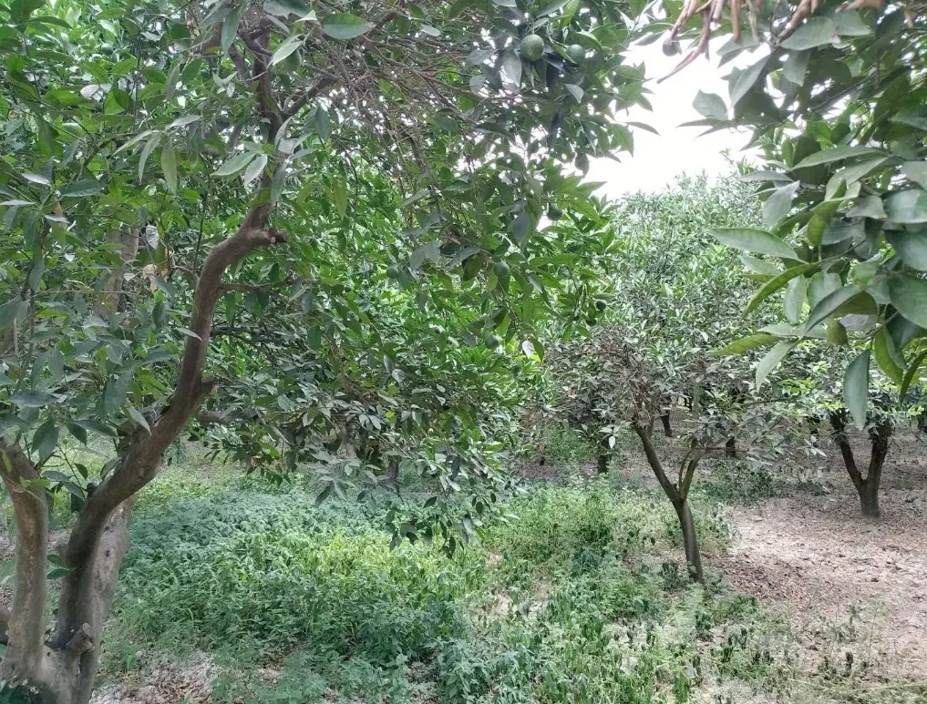 فروش یک قطعه زمین