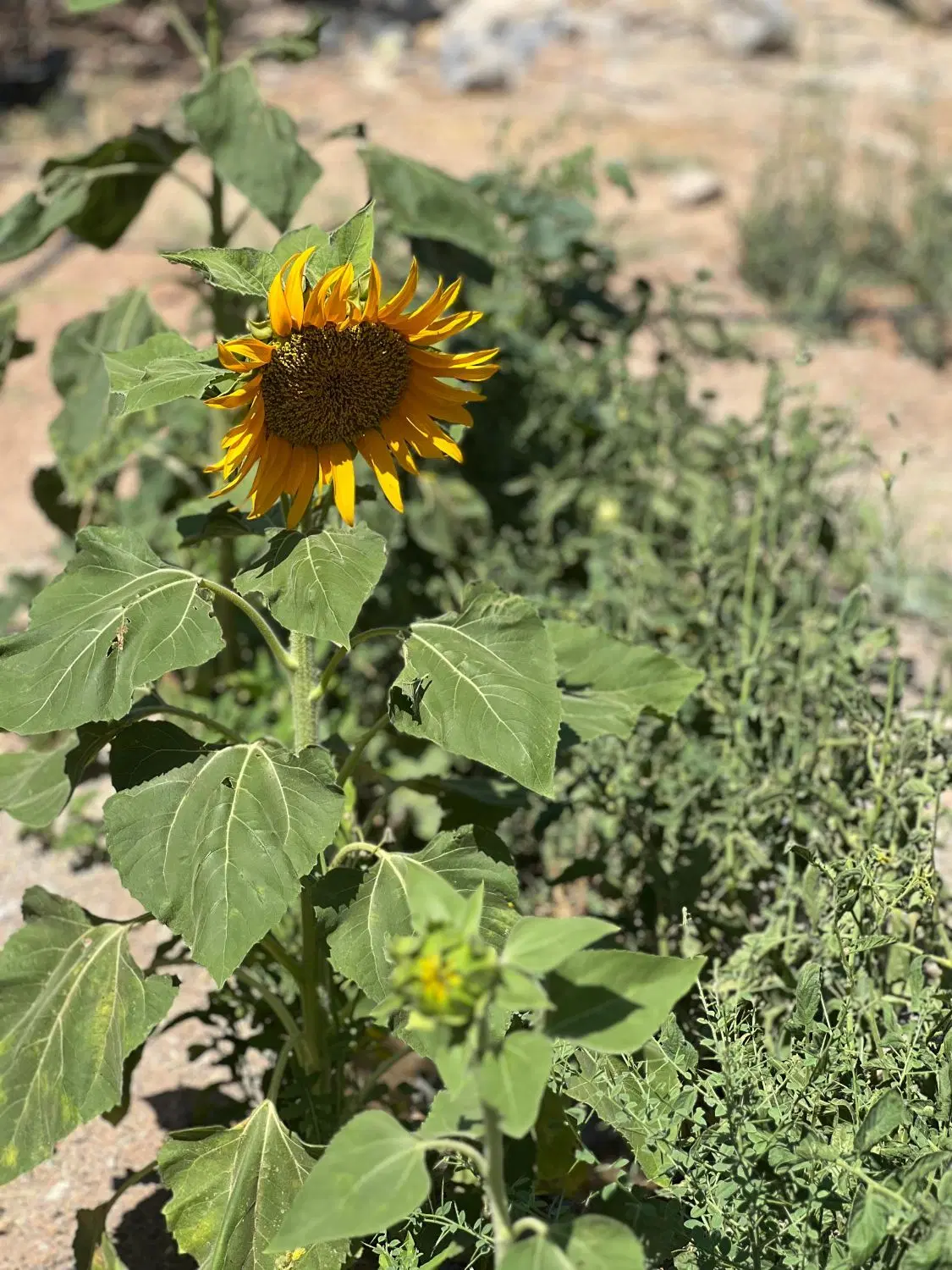 زمین  کودیان مناسب باغ ۲۰۰۰