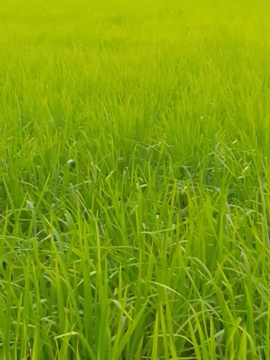 زمین زراعی فروش