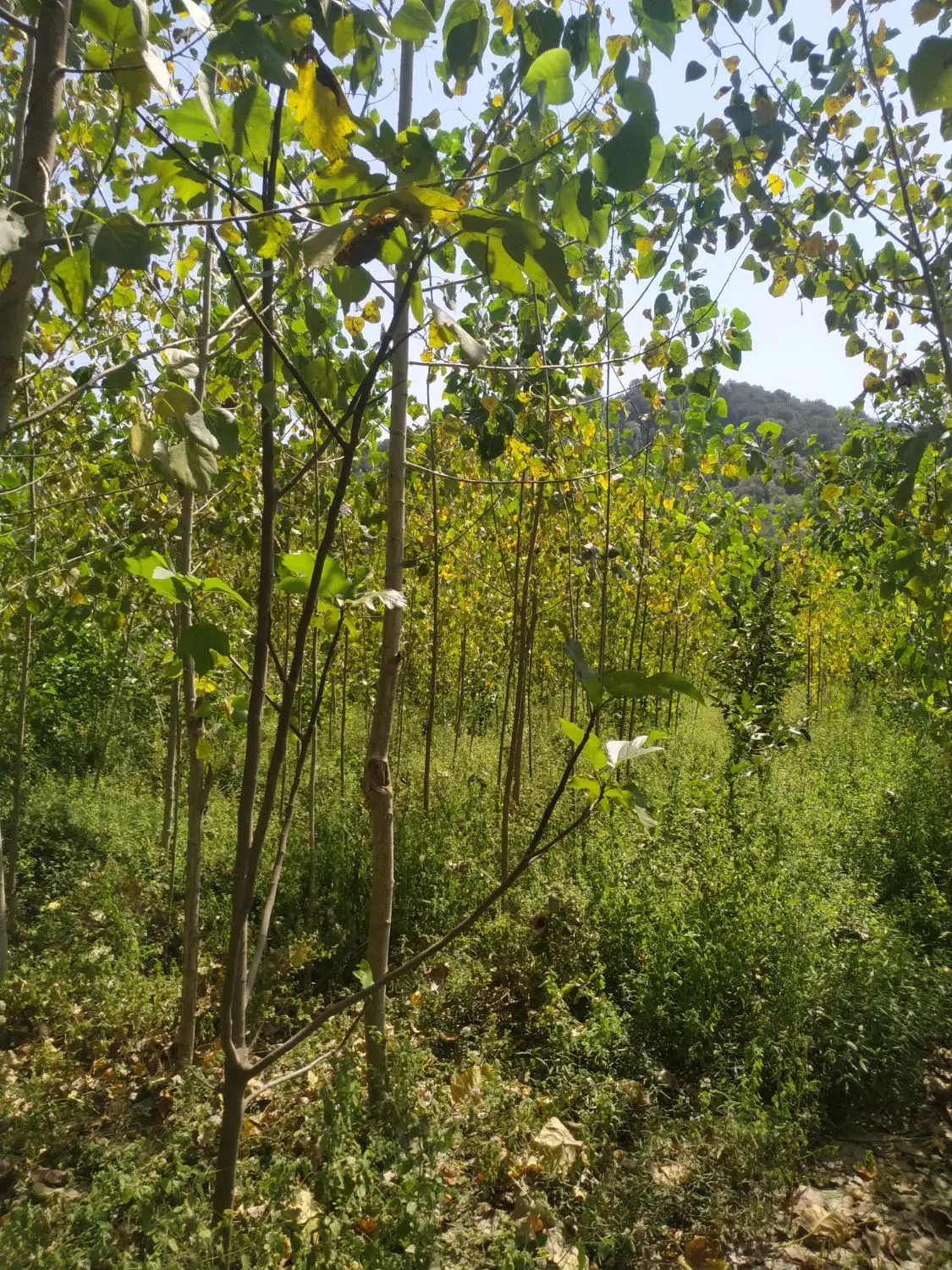 خونه و باغ 2000هزار متری