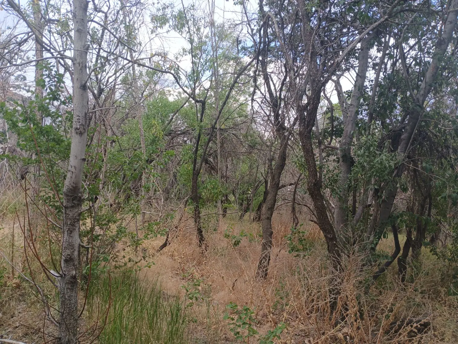 باغ 930 متری خلجستان