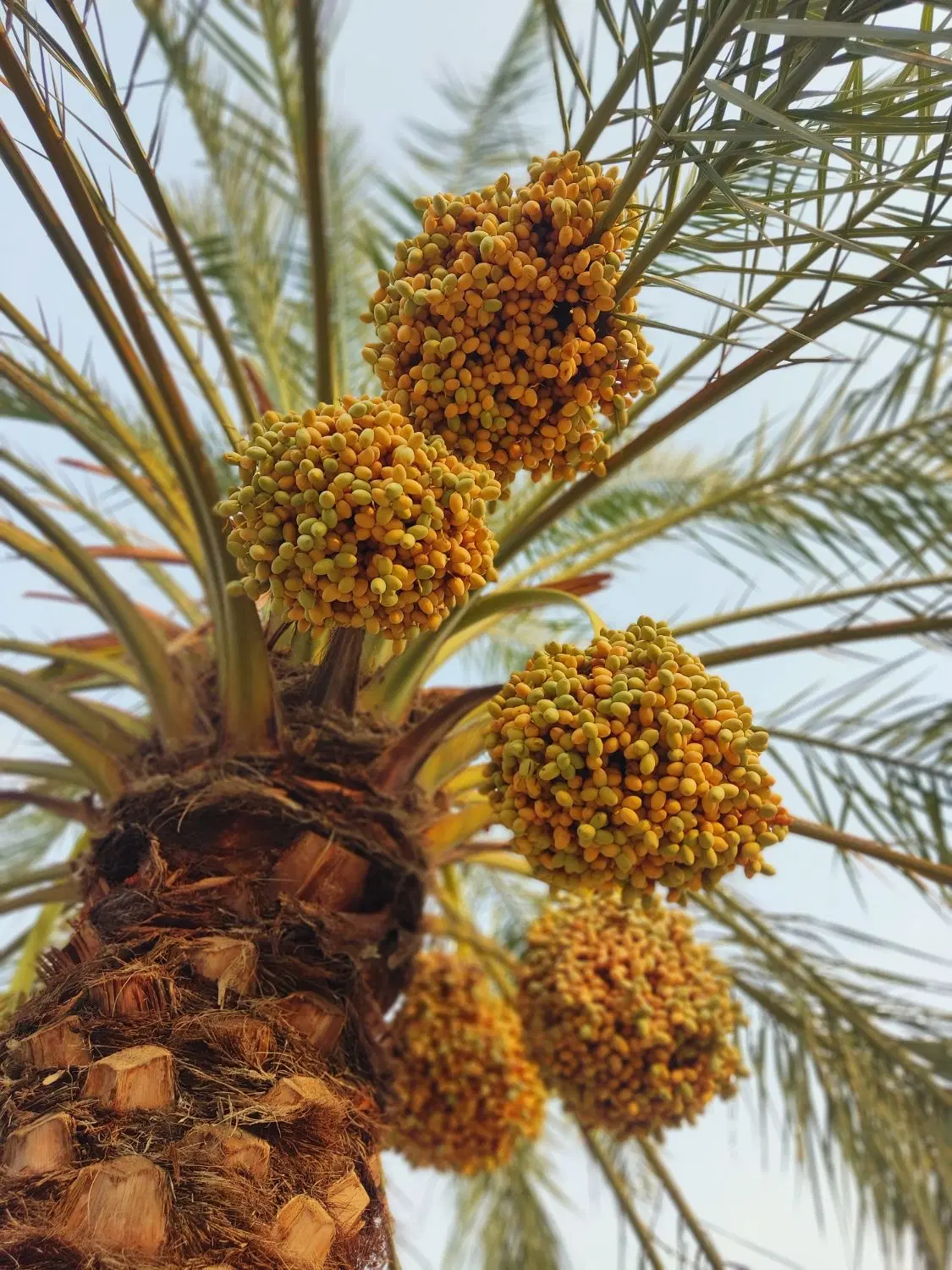 فروش زمین کشاورزی آبپخش