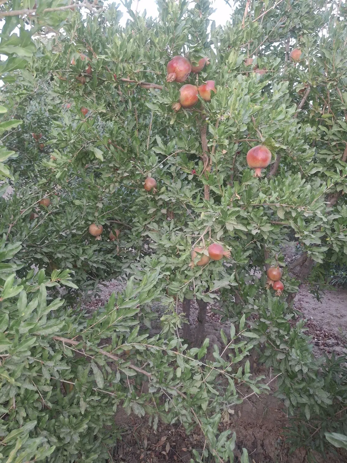 باغ با انار صادراتی
