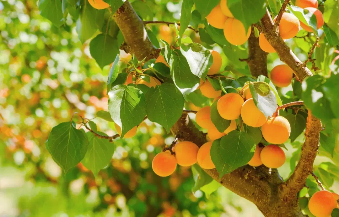 باغ کوچک ویلایی