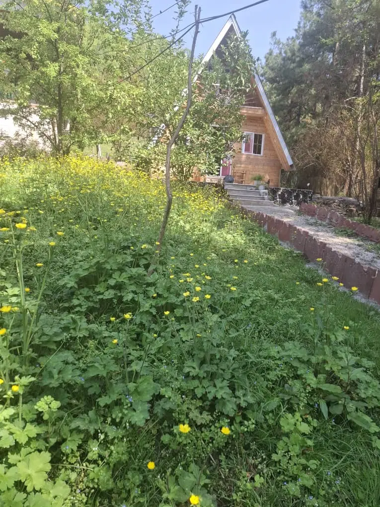 اجاره کلبه سویسی جنگلی