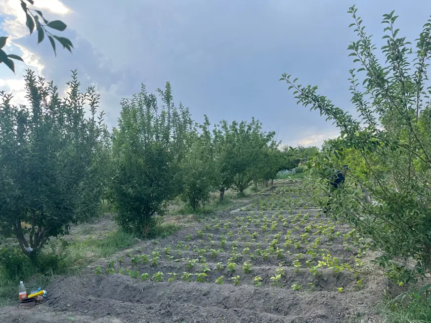باغچه الوان۸۵۰ متر