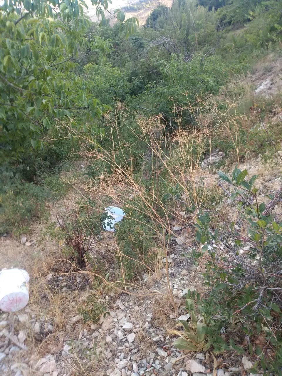 باغچه ۱۱۰۰متری