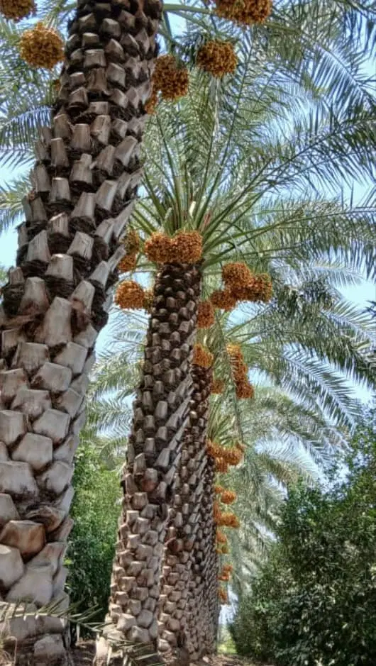 زمین