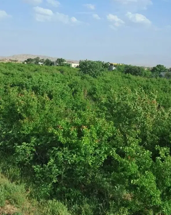 باغ انار