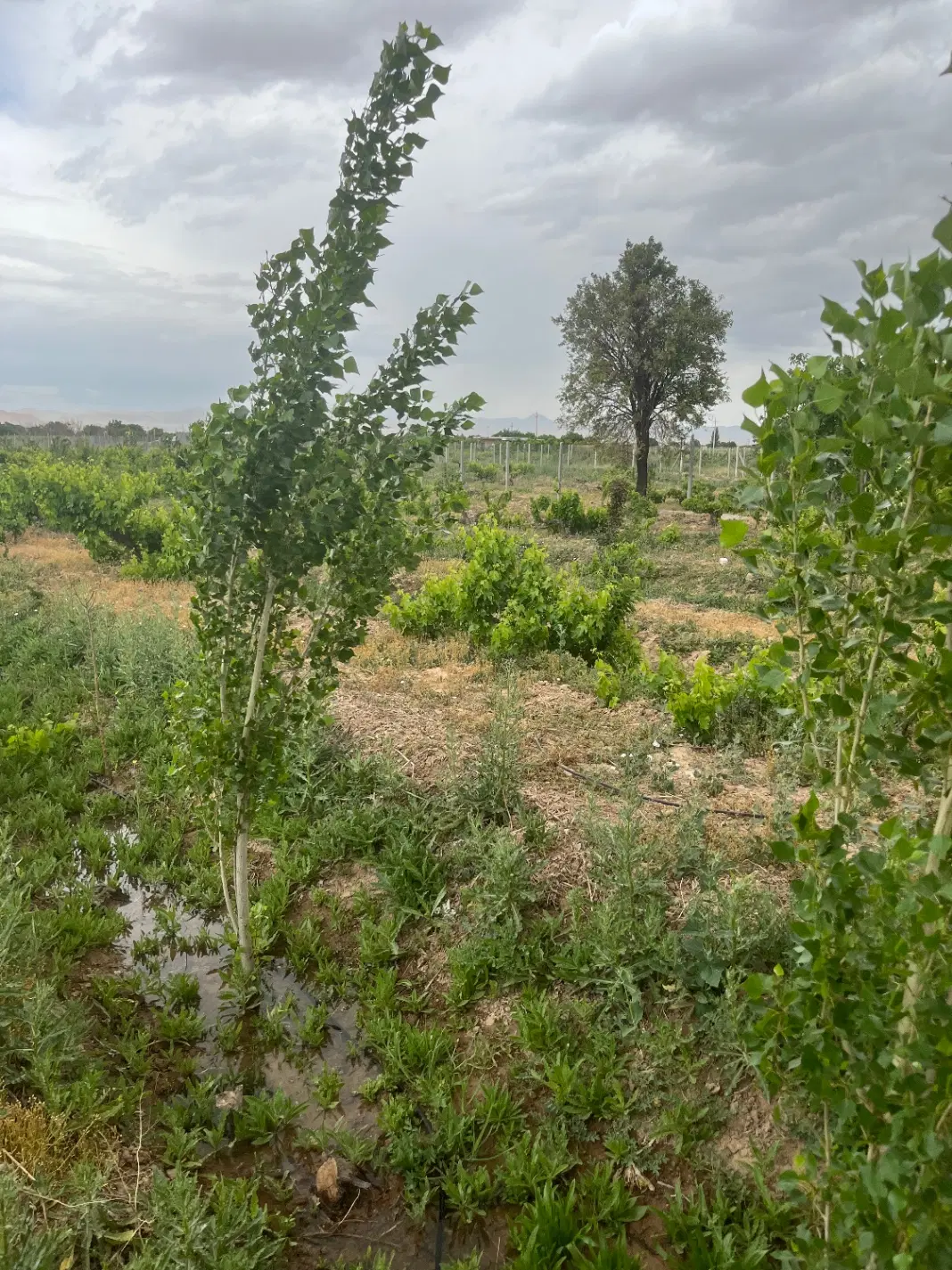 باغ در تاکستان قزوین با بوته انگور