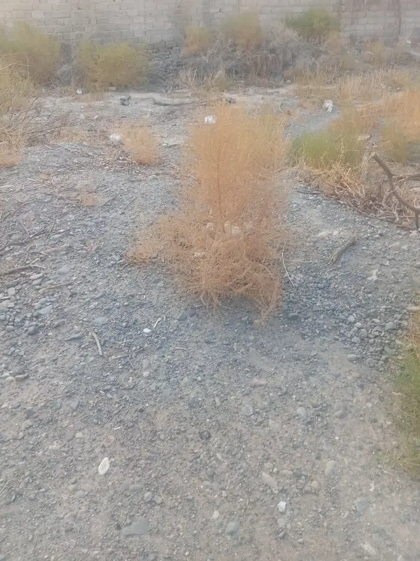 ده قصب زمین پشتلر