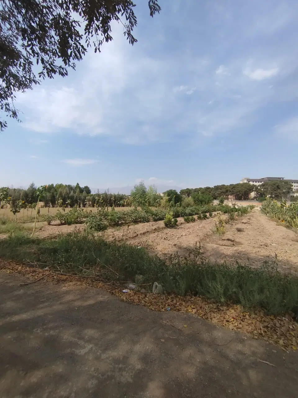 زمین باغچه