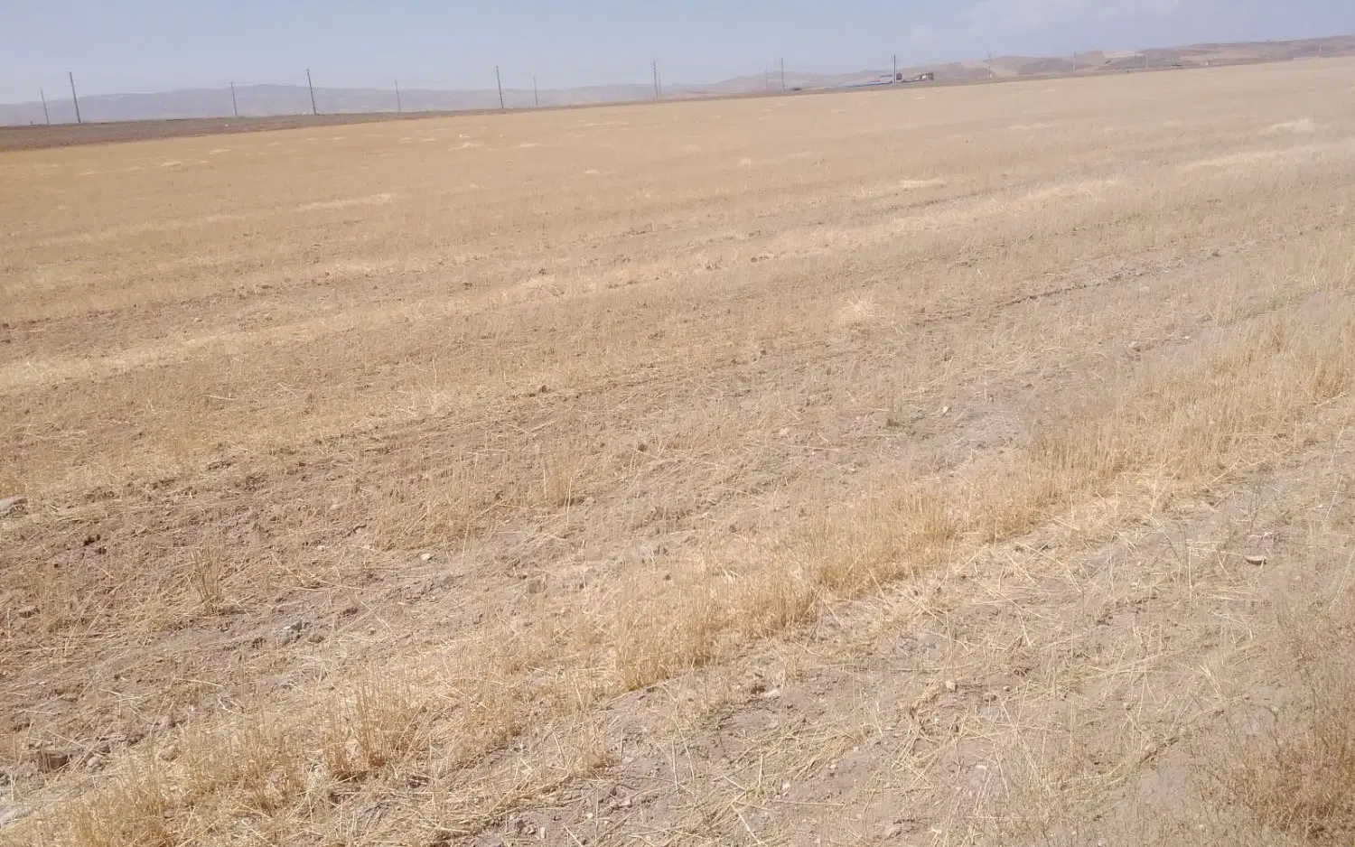۴۵۰۰۰ متر مربع زمین کشاورزی کردکندی بستان آباد